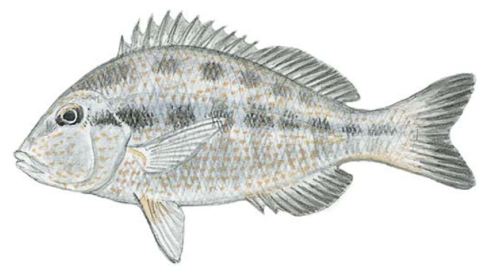 Pigfish