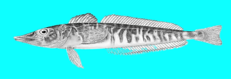 Pike icefish