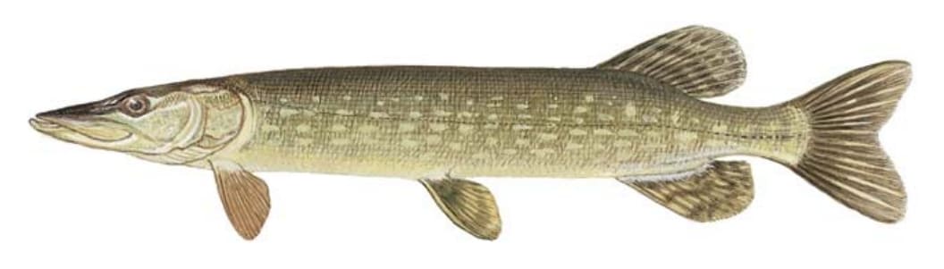 Pike, Northern