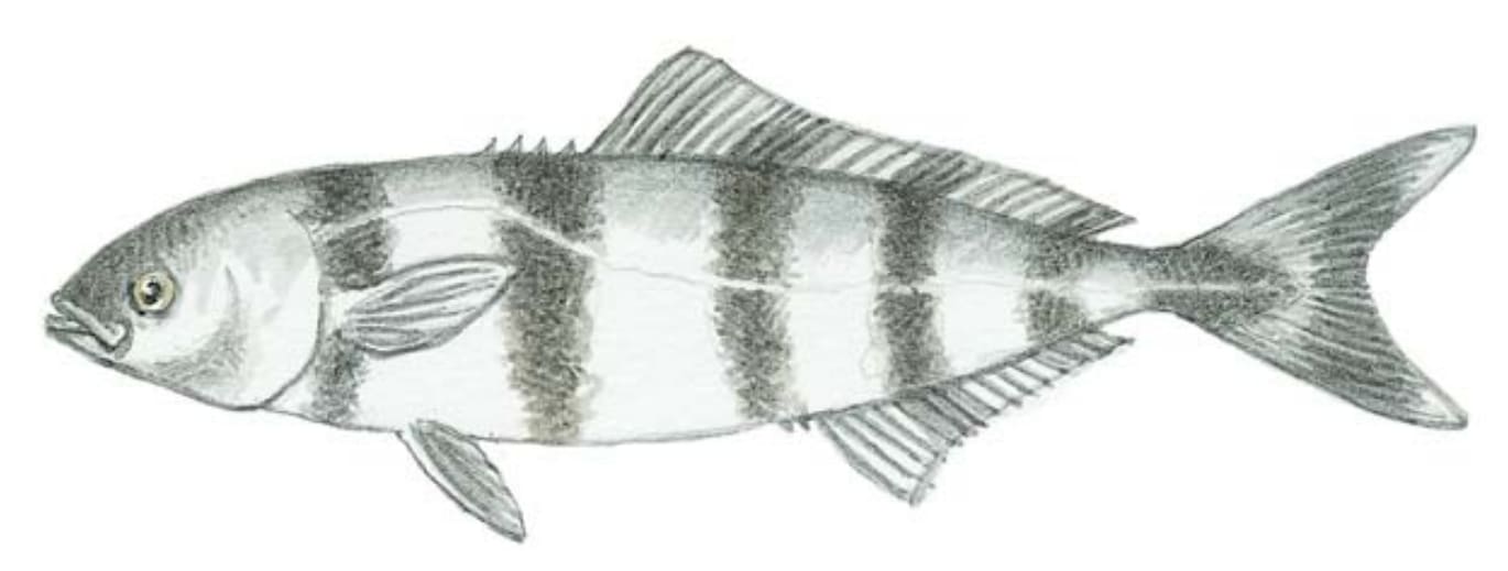 Pilotfish