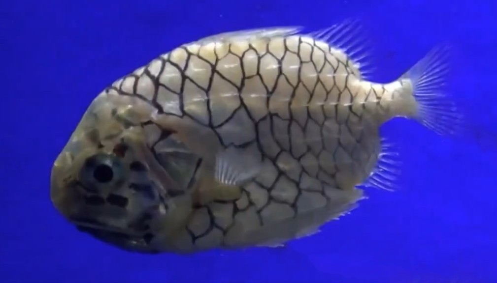 Pineconefish