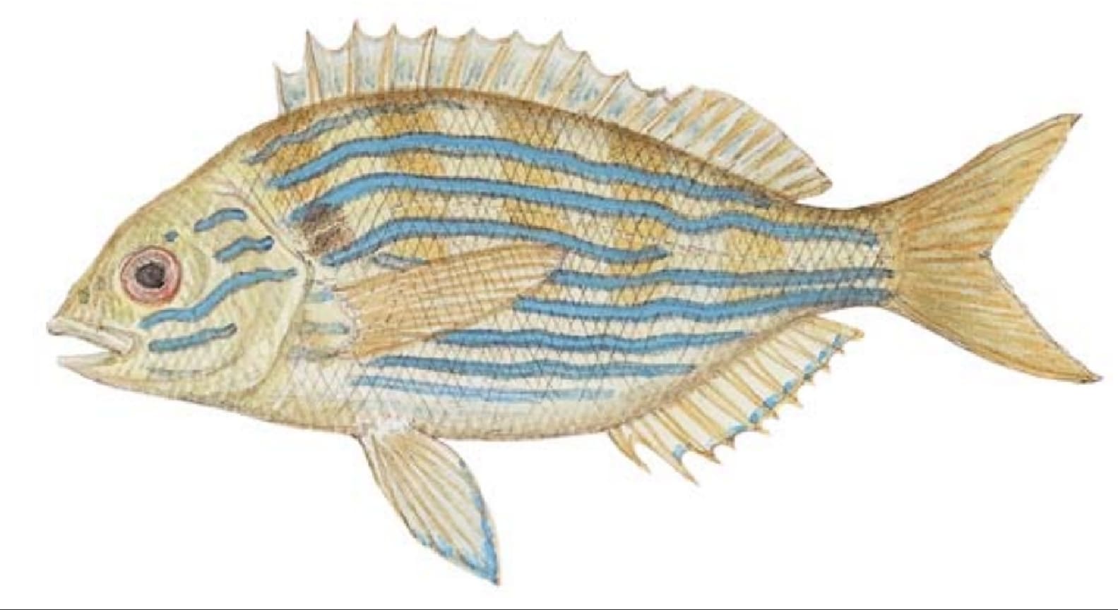 Pinfish