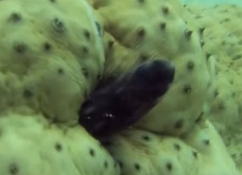 Pinhead pearlfish
