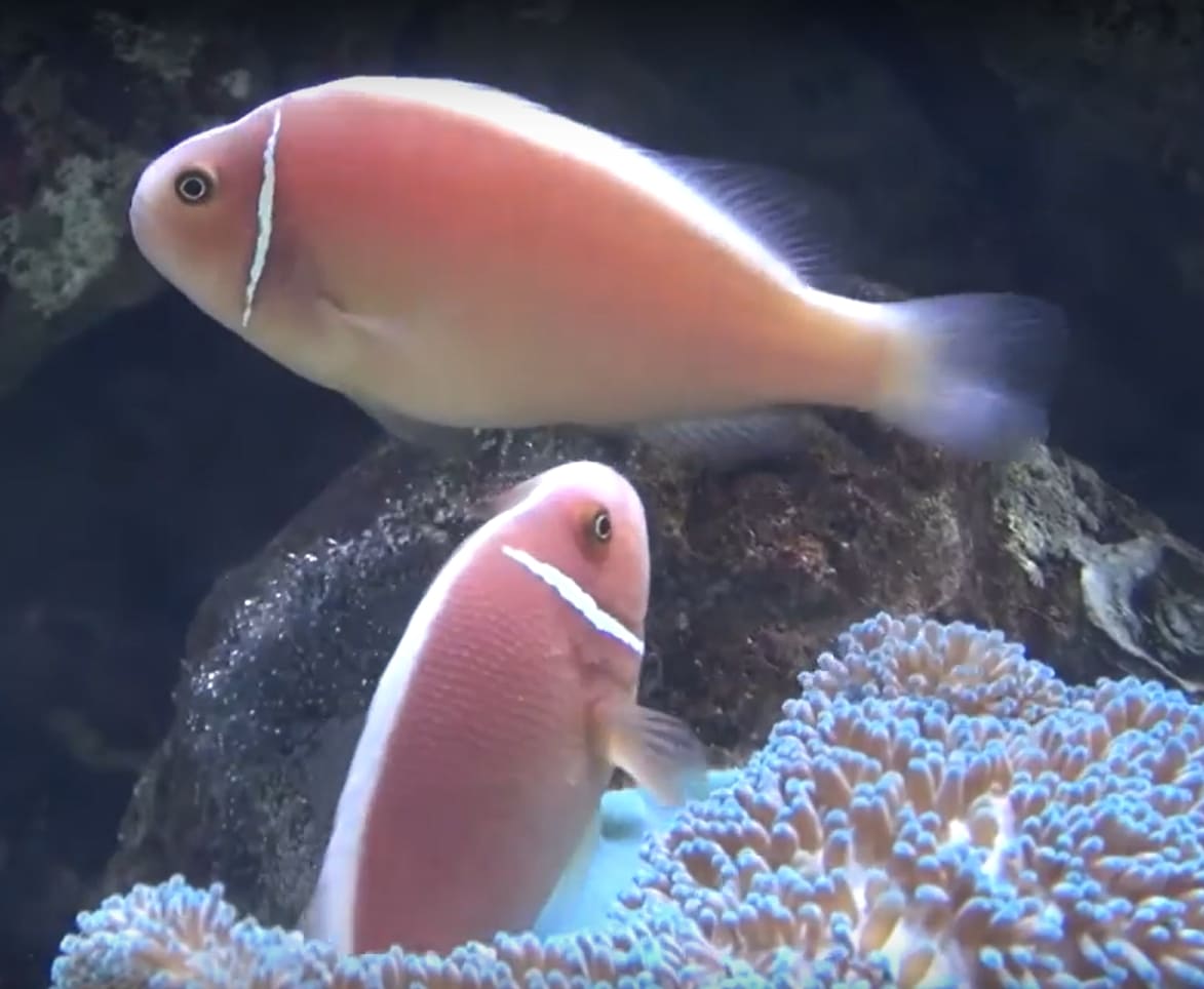 Pink skunk clownfish