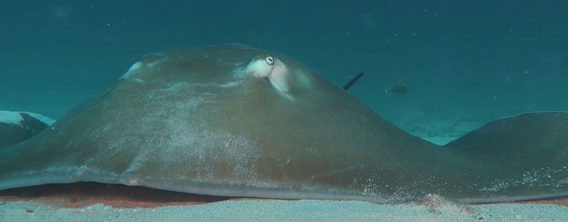 Pink whipray
