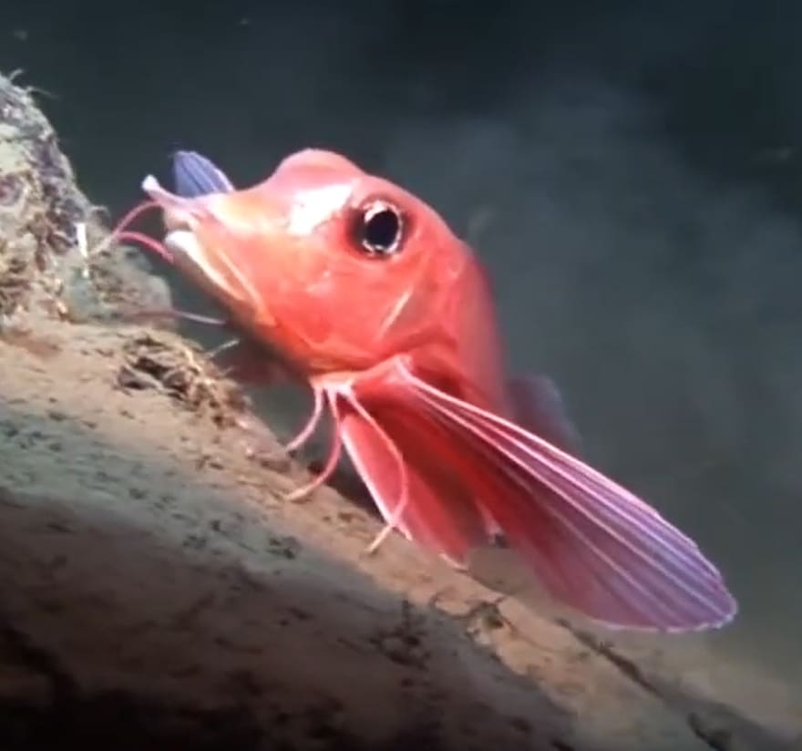 Piper gurnard