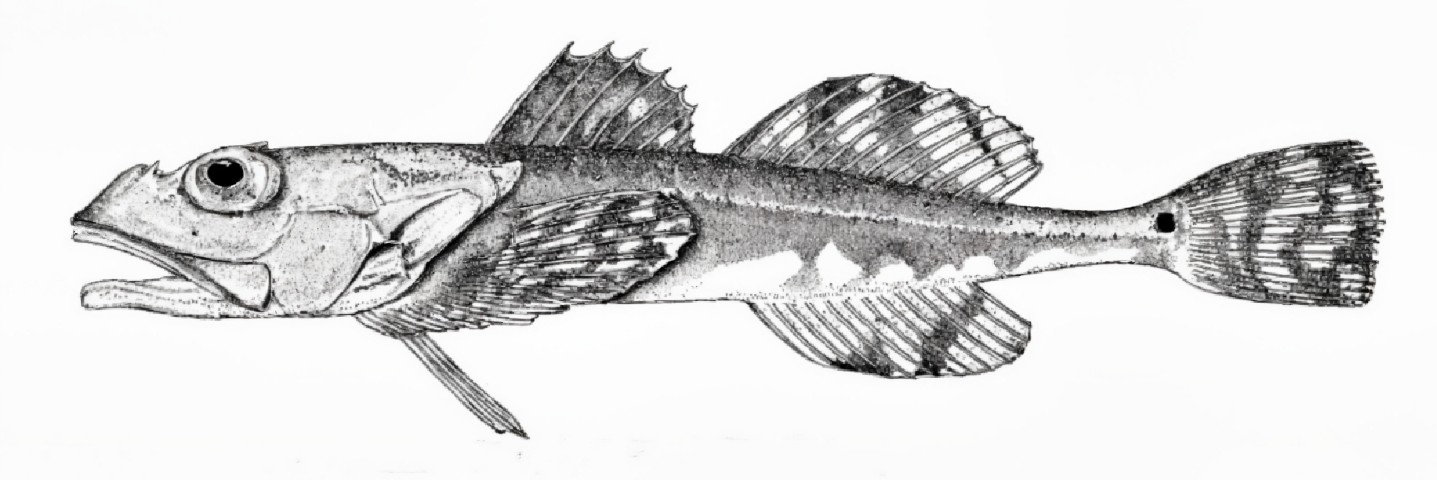 Plain sculpin