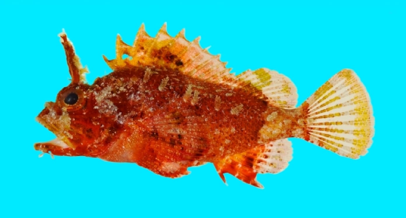 Plumed scorpionfish
