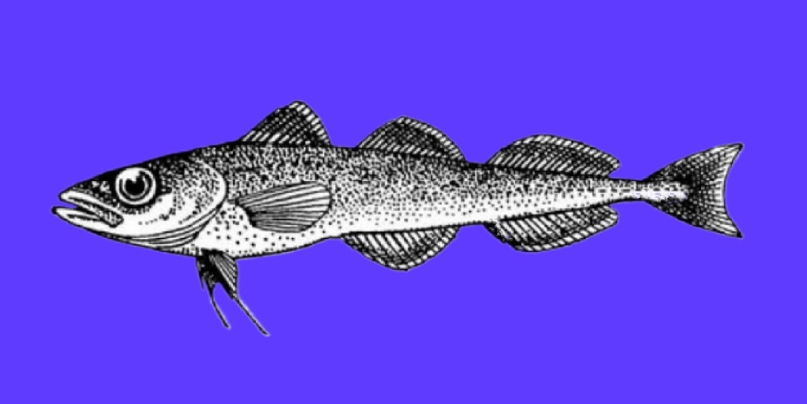 Polar cod