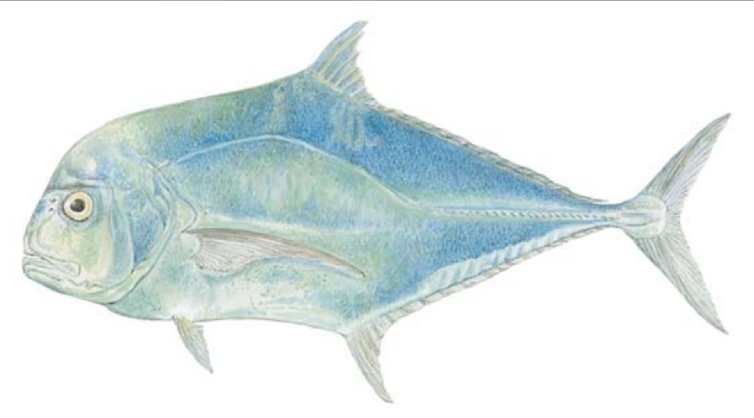 Pompano, African