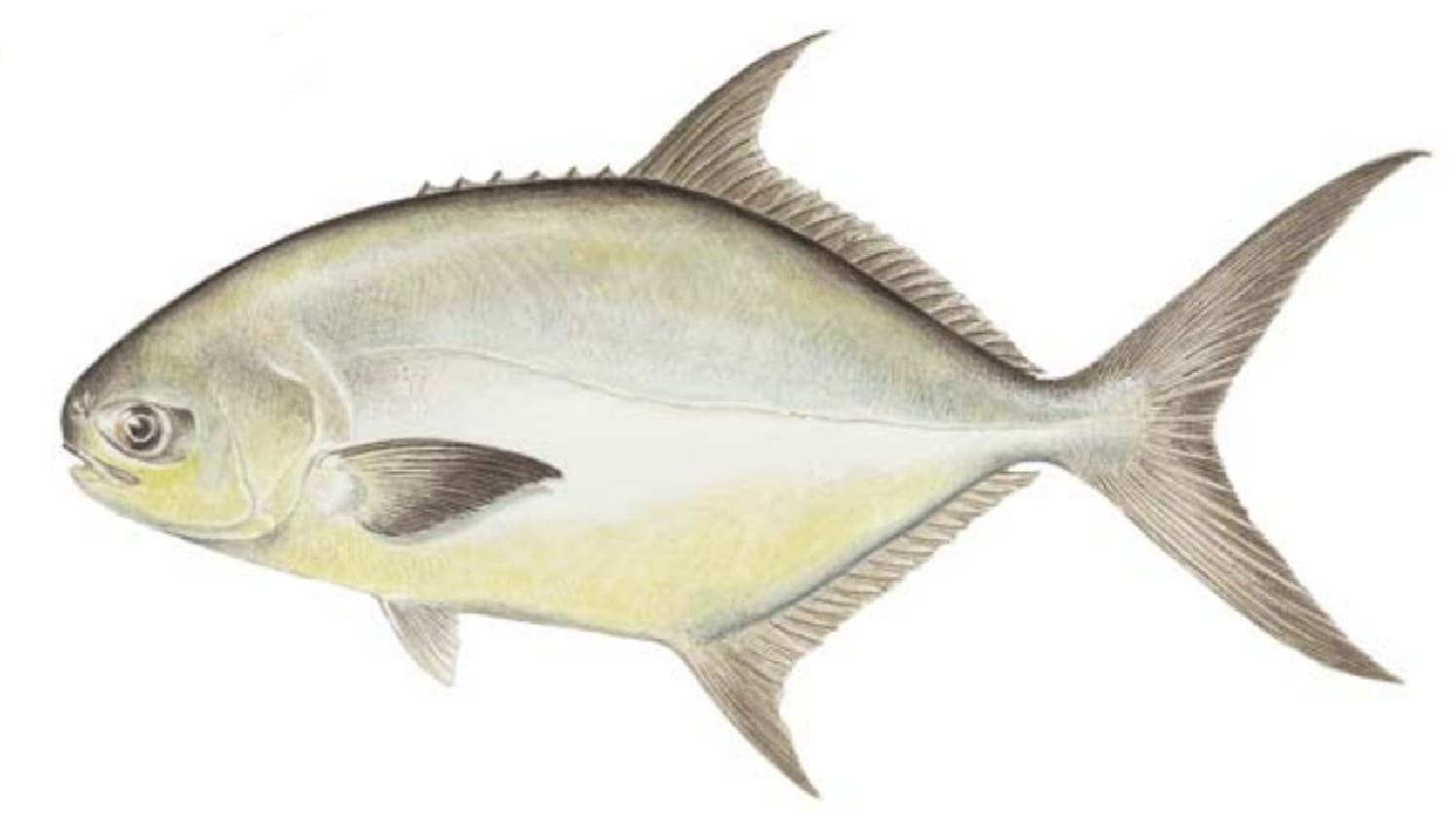 Pompano, Florida