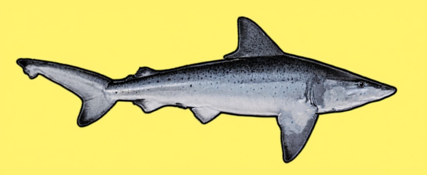 Pondicherry shark