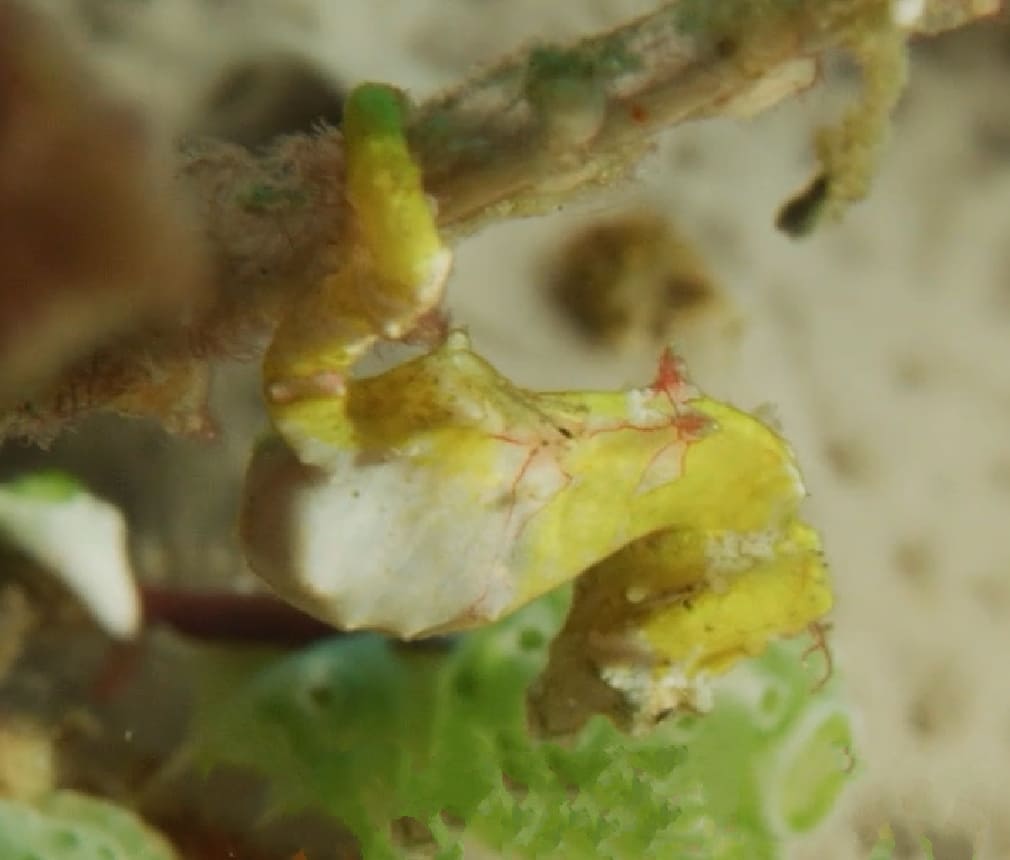 Pontoh's pygmy seahorse
