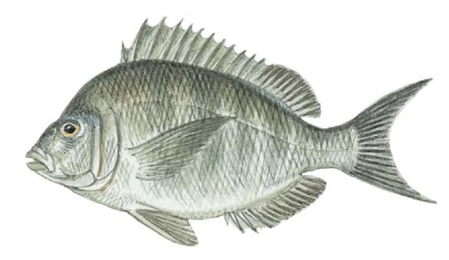 Porgies