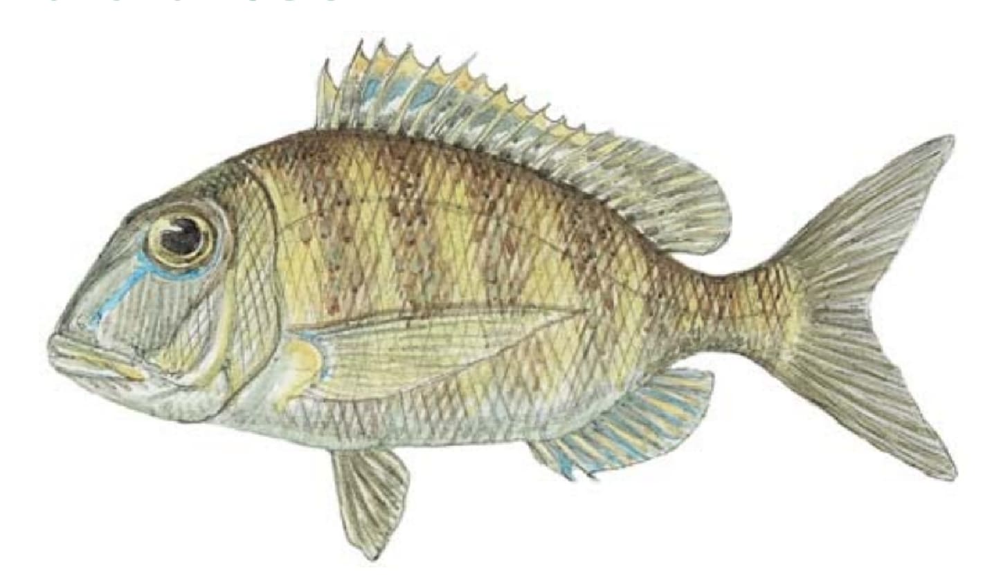 Porgy, Jolthead