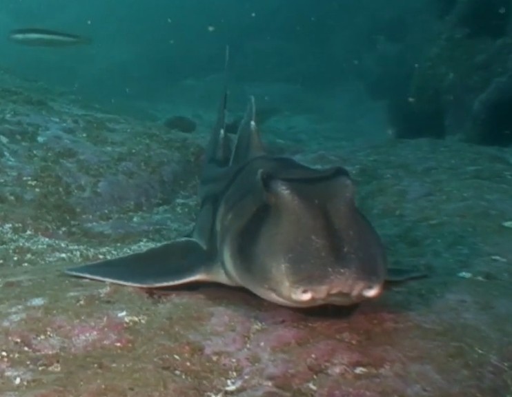Port Jackson shark