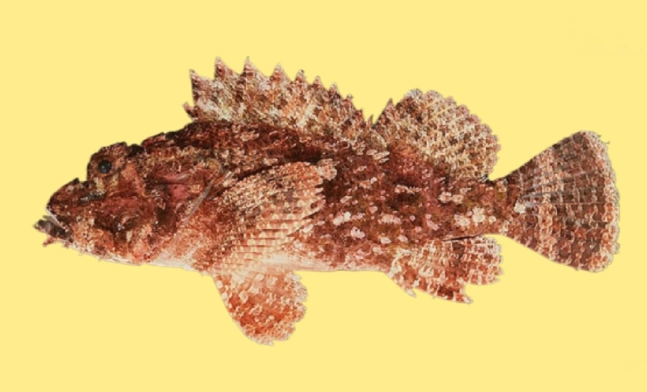 Poss's scorpionfish