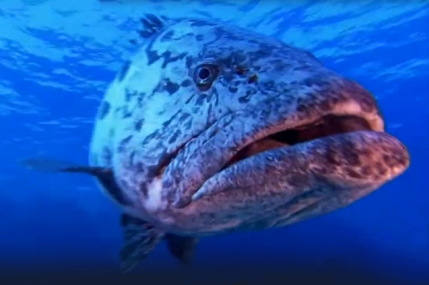 Potato grouper