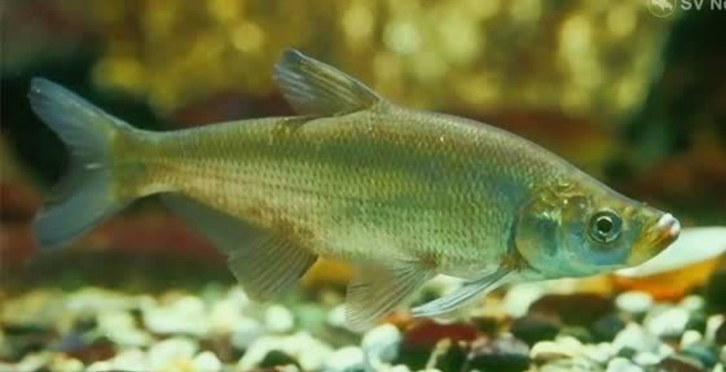 Predatory carp
