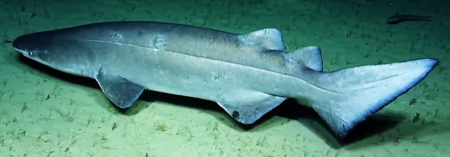 Prickly shark