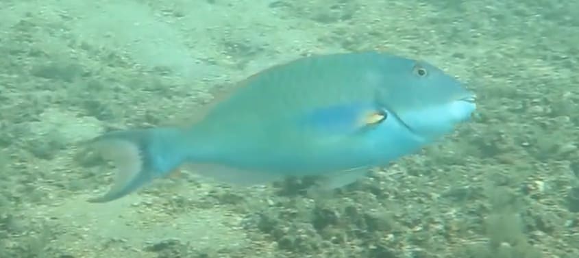 Princess parrotfish