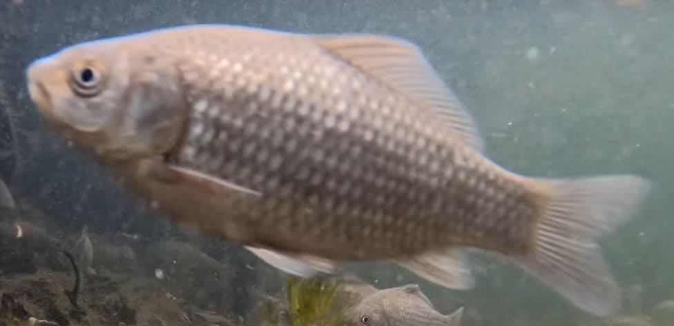 Prussian carp