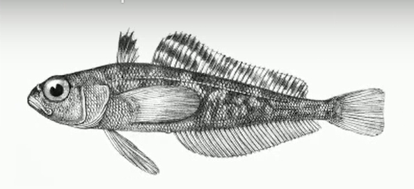Pseudotrematomus eulepidotus