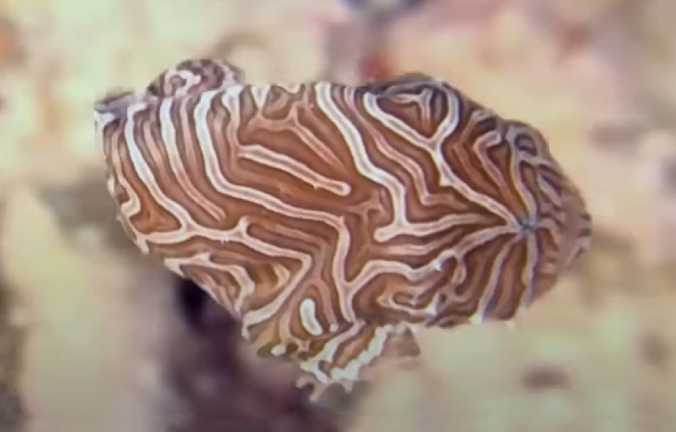 Psychedelic frogfish