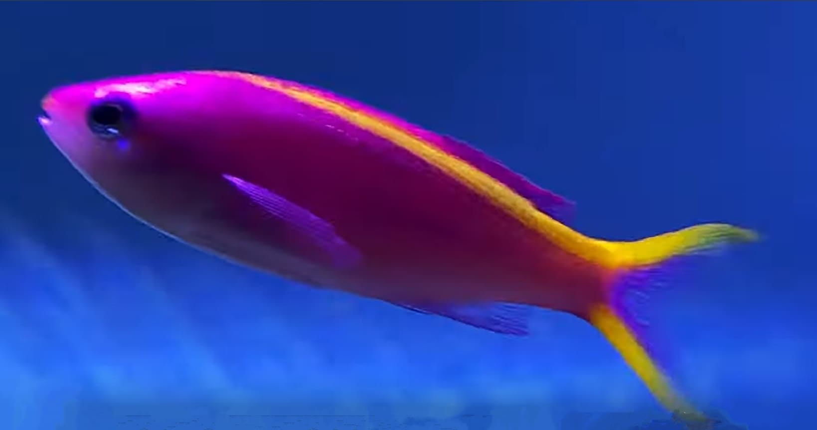 Purple anthias