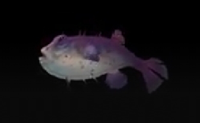 Purple puffer
