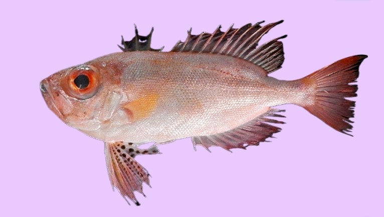 Purple-spotted bigeye