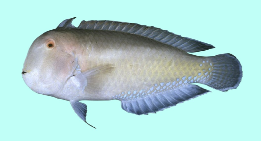 Purple-spotted wrasse