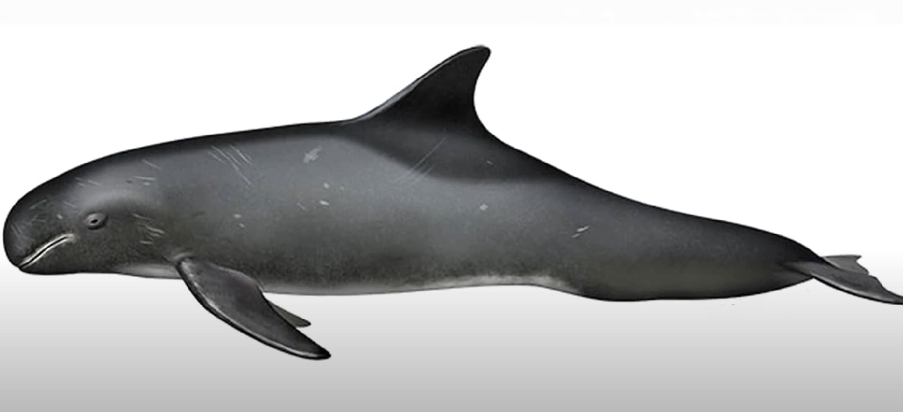 Pygmy killer whale