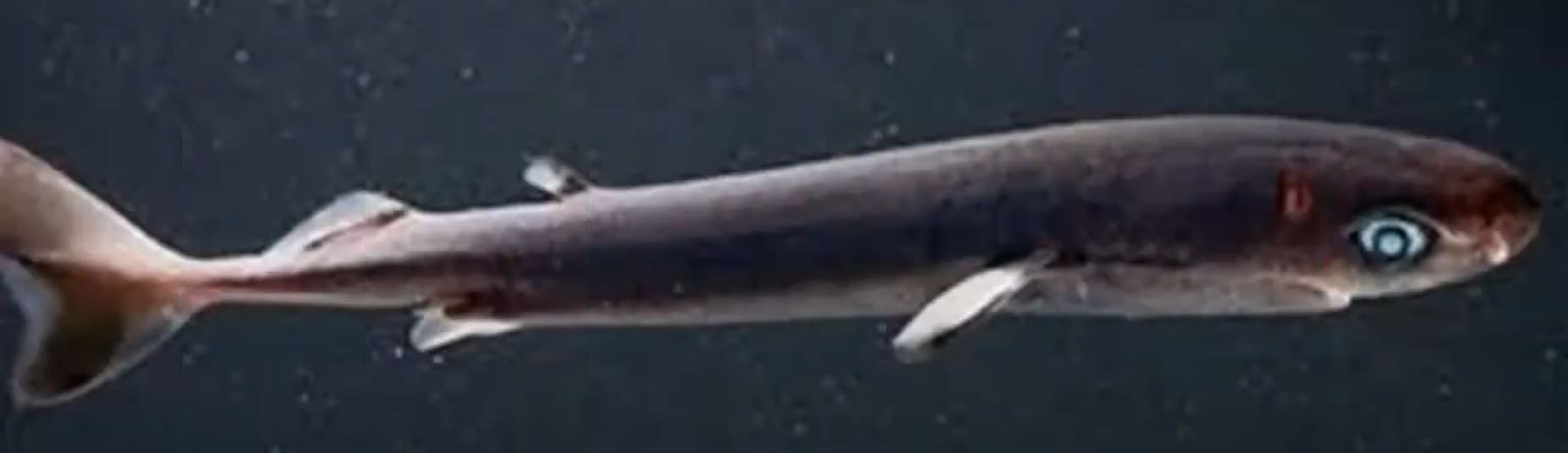Pygmy Shark
