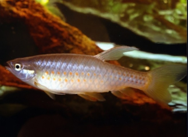 Pyrrhulina filamentosa