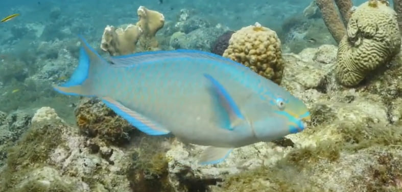 Queen parrotfish