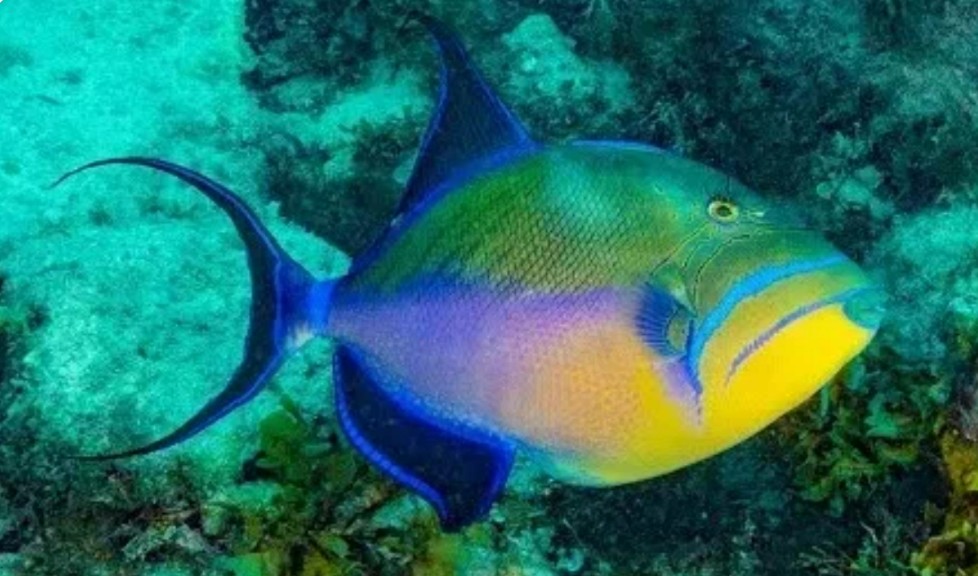 Queen triggerfish