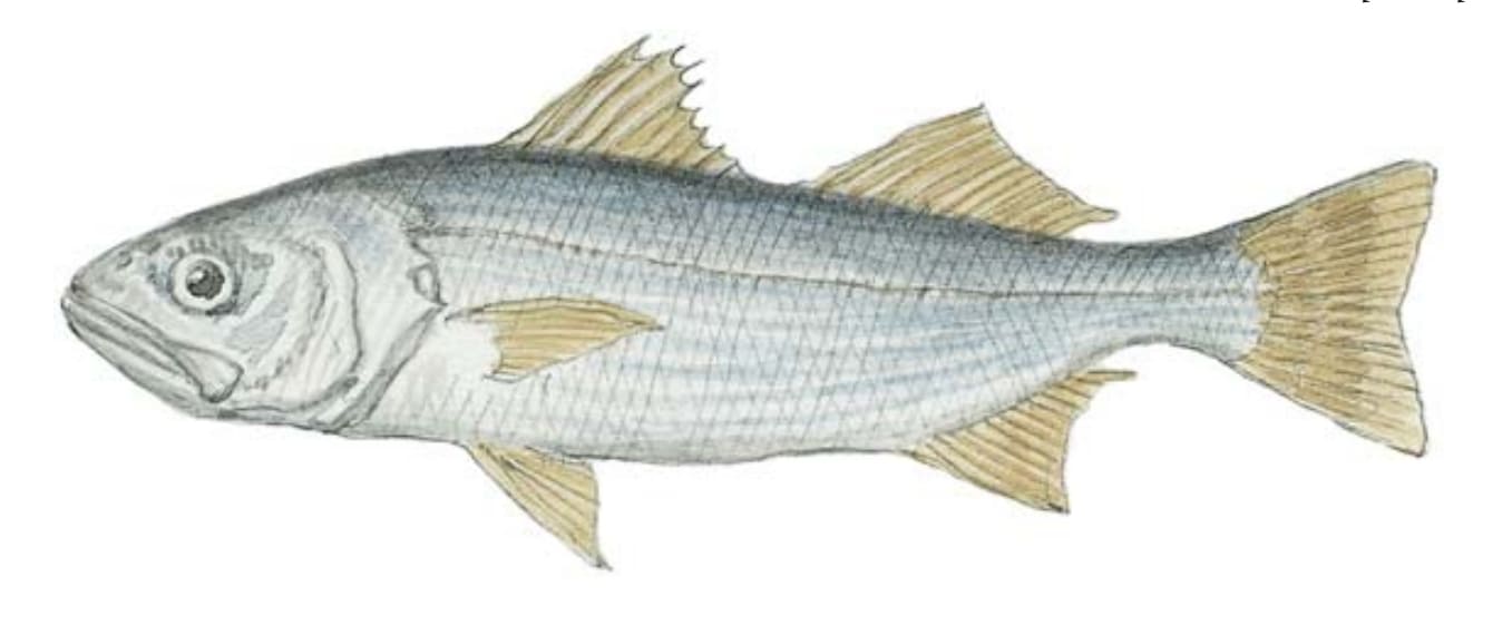 Queenfish (Croaker)
