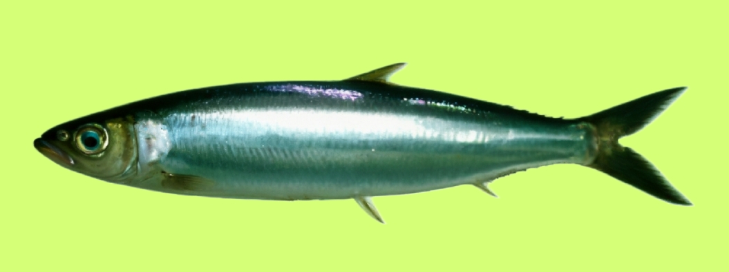 Rainbow sardine