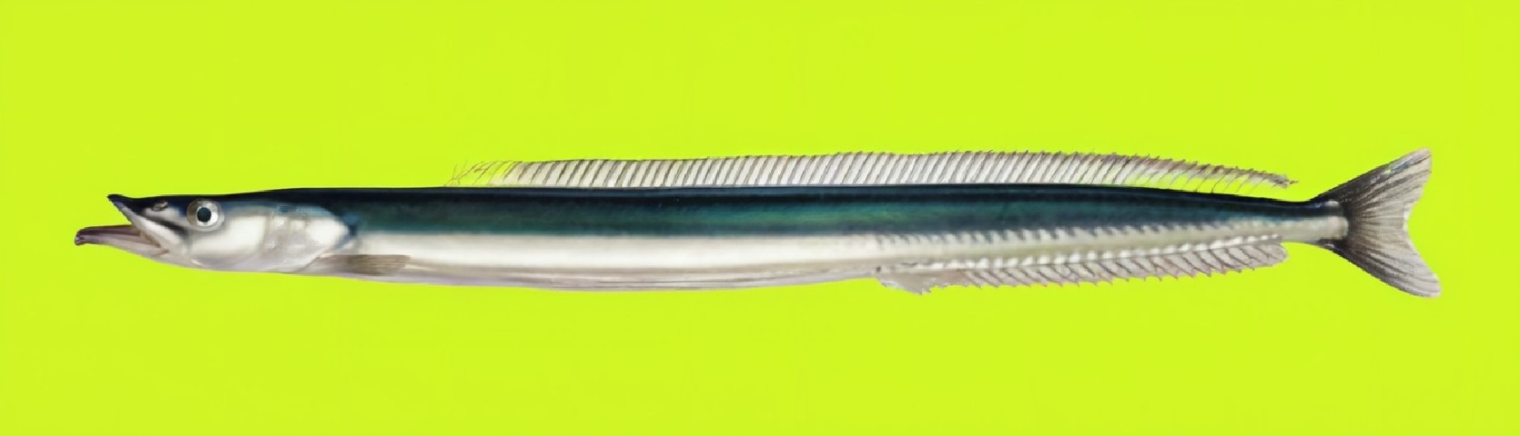 Raitt's sand eel
