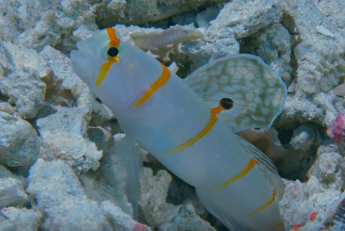 Randall's prawn goby