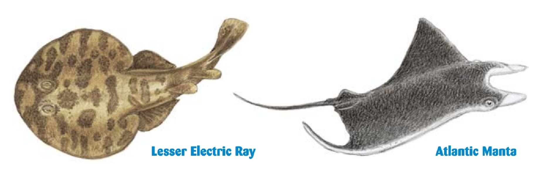 Rays and Skates