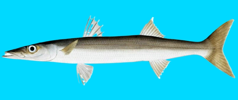 Red barracuda