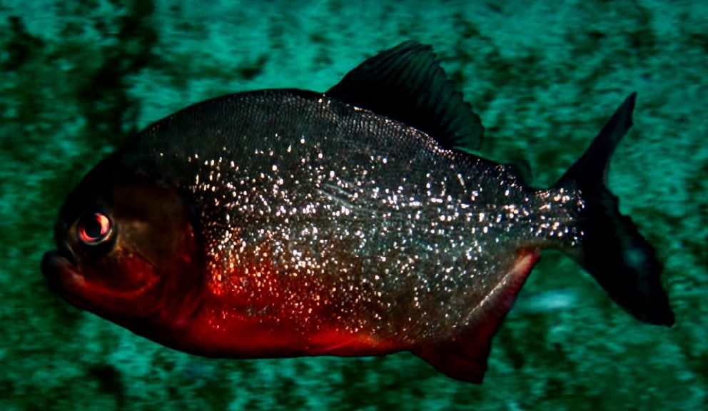 Red-bellied piranha