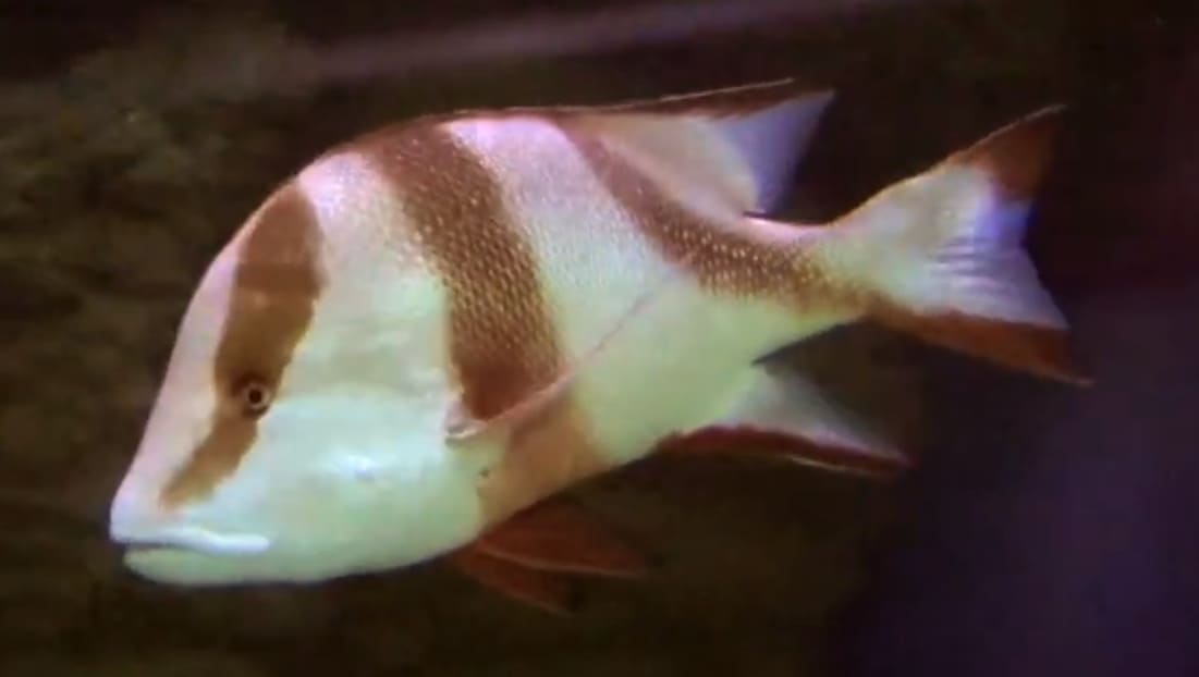 Red emperor
