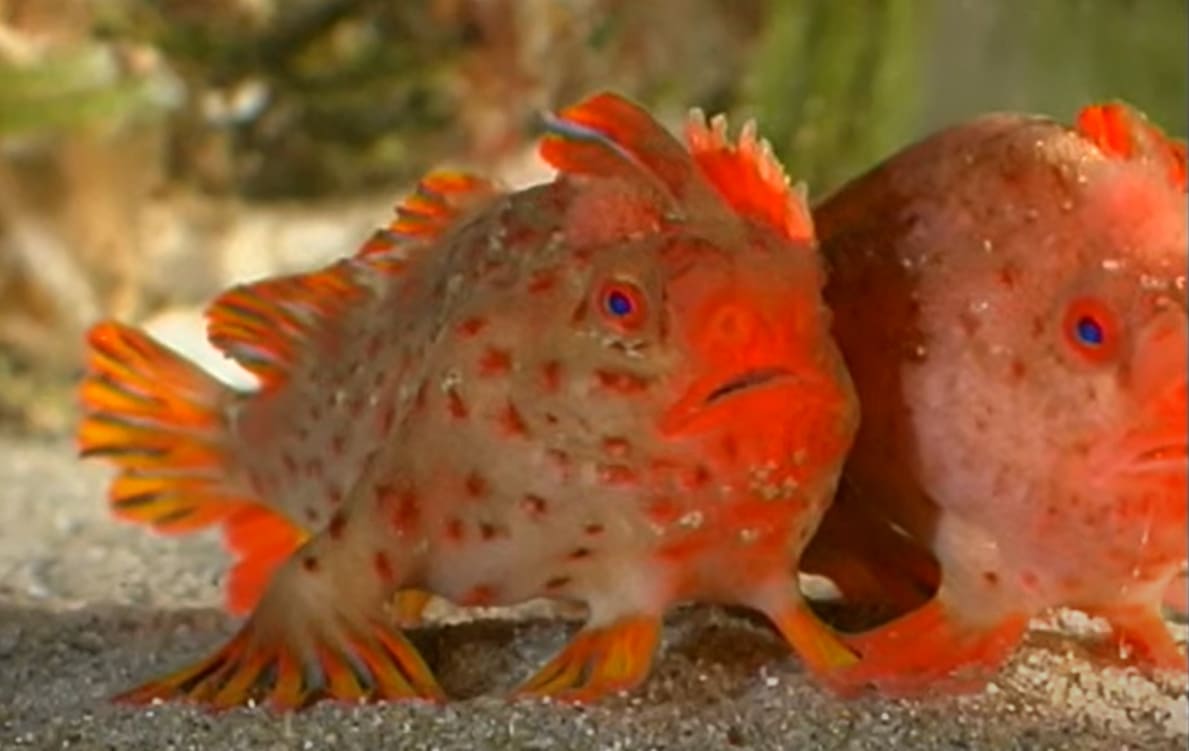 Red handfish