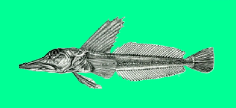 Red icefish