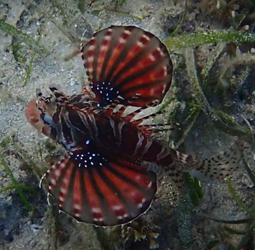 Red lionfish