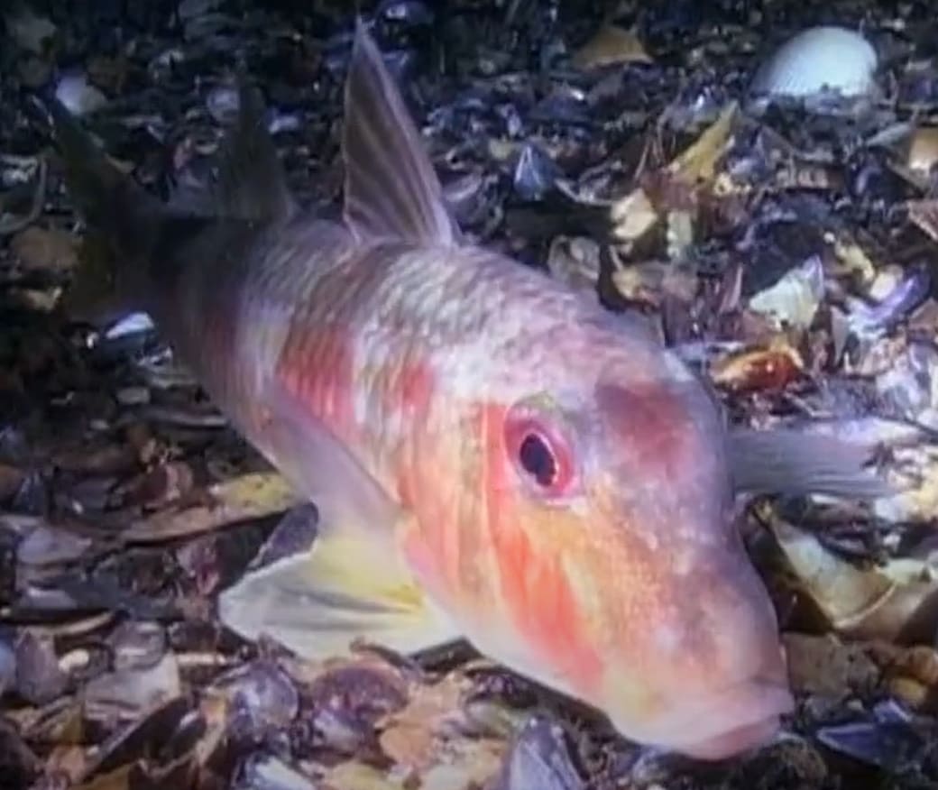 Red mullet
