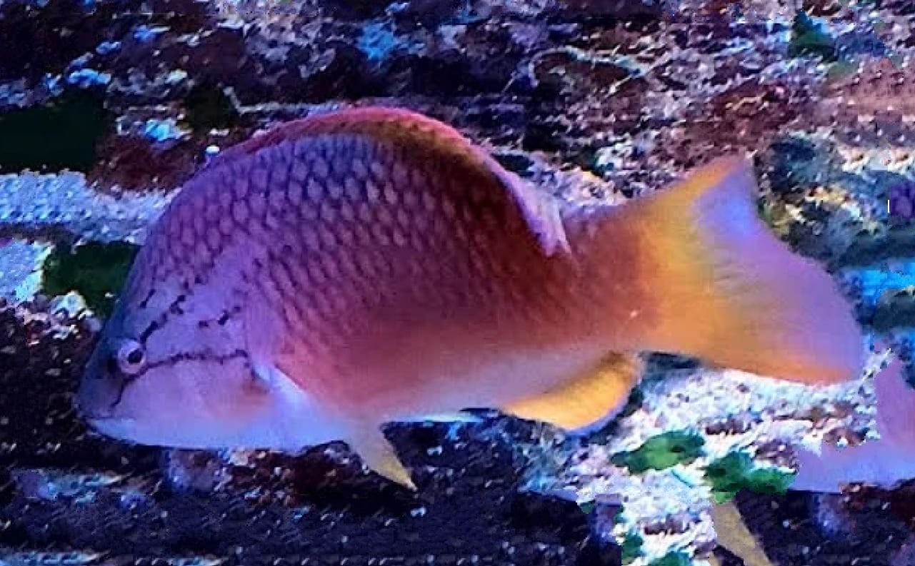 Red naped wrasse